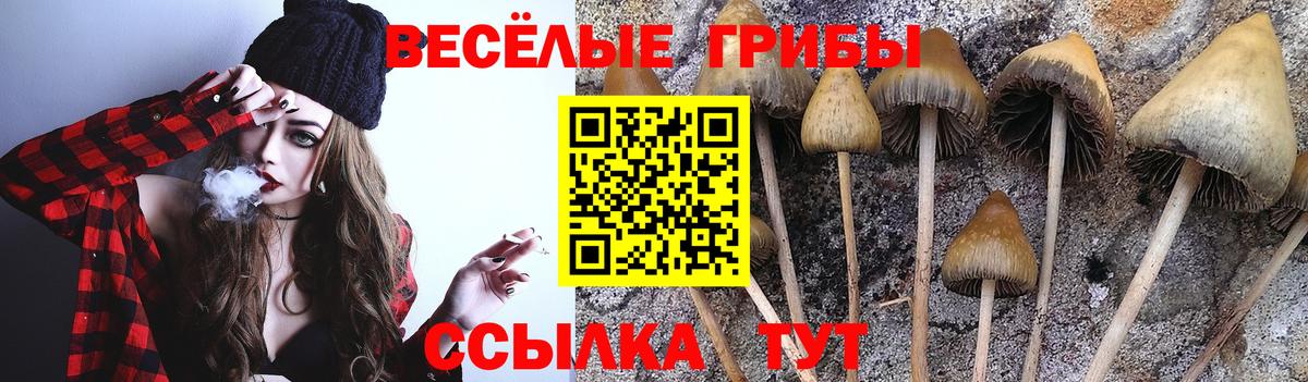Артём  Псилоцибиновые грибы Cubensis  хочу   Галлюциногенные грибы прущие грибы  Вход с VPN 